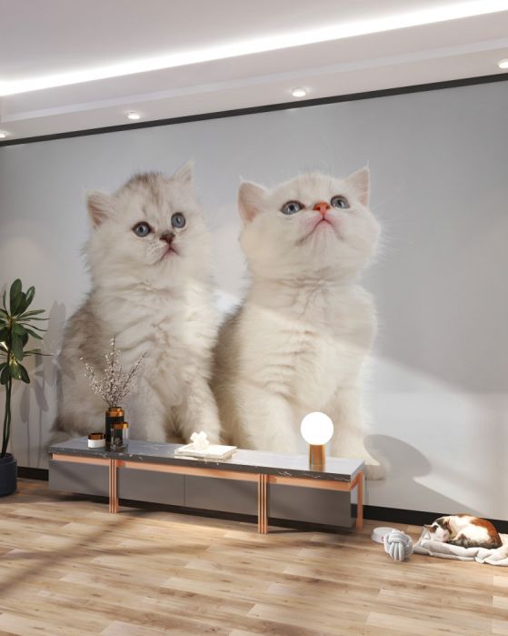 Fototapety Koty