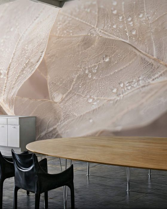 Fototapeta delikatne liście w kroplach rosy