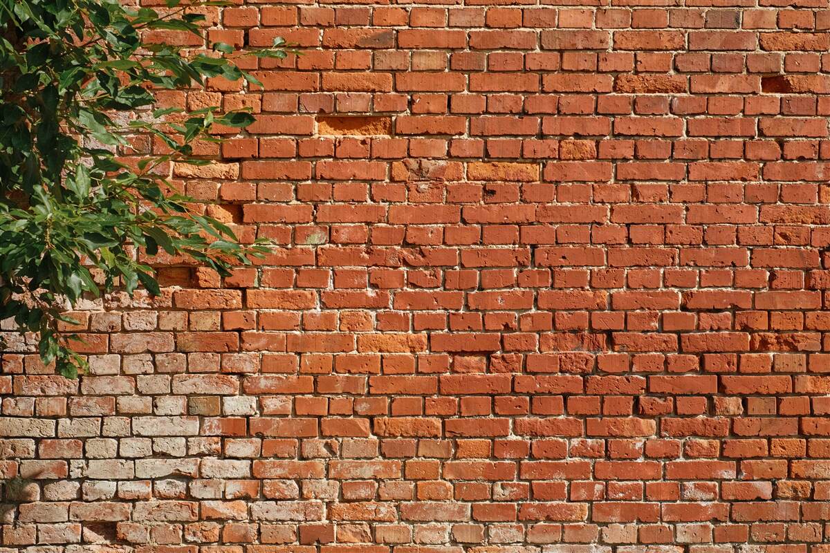 Fototapeta gałąź drzewa obok ceglanego muru