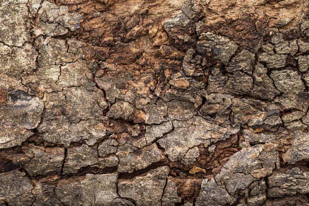 Fototapeta naturalna kora drzewa