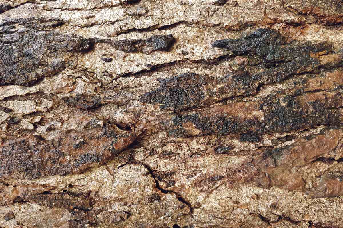 Fototapeta piękna naturalna kora