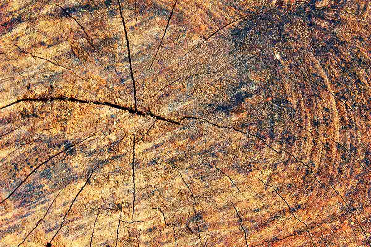 Fototapeta słoje życia drzewa w domu z bali