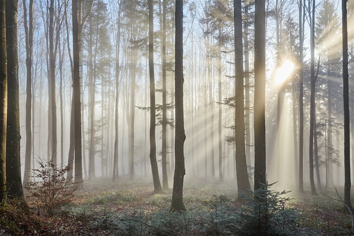 Fototapeta promienie słońca przecinają mgłę w lesie