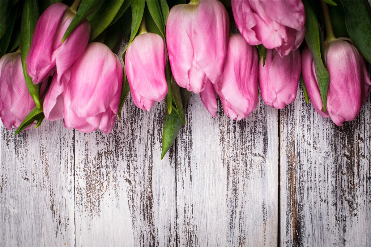 Fototapeta różowe tulipany na podłoże drewniane
