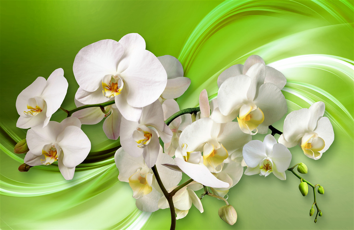 Fototapeta białe orchidee na gałęzi na zielonym tle