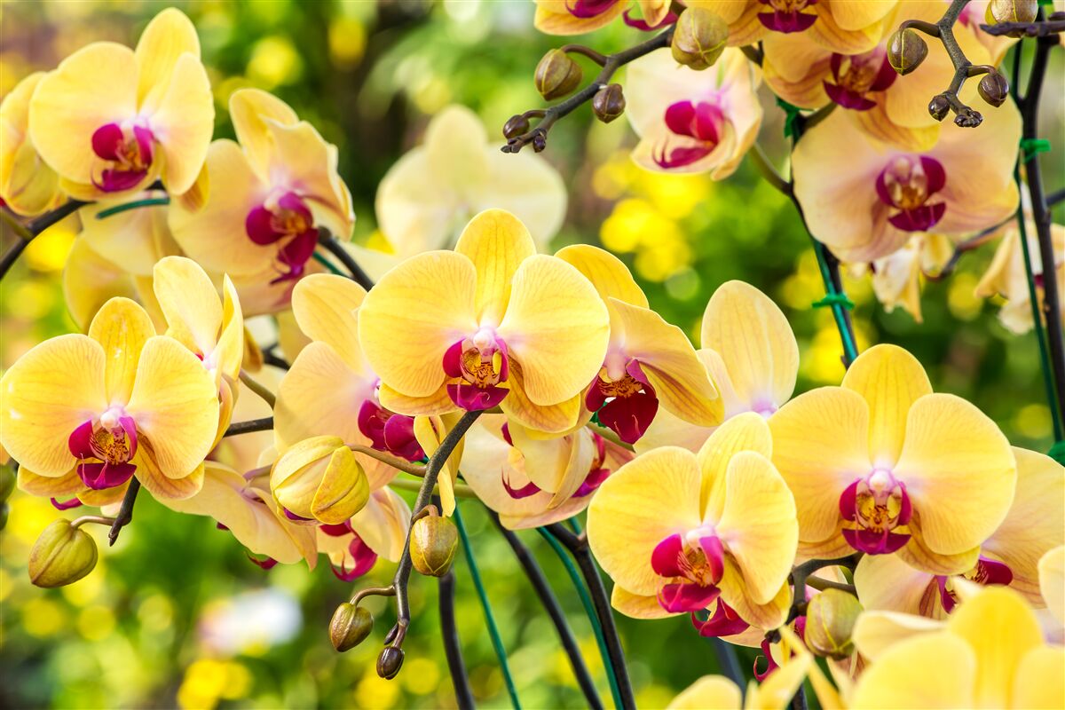 Fototapeta żółte orchidee w letnim ogrodzie