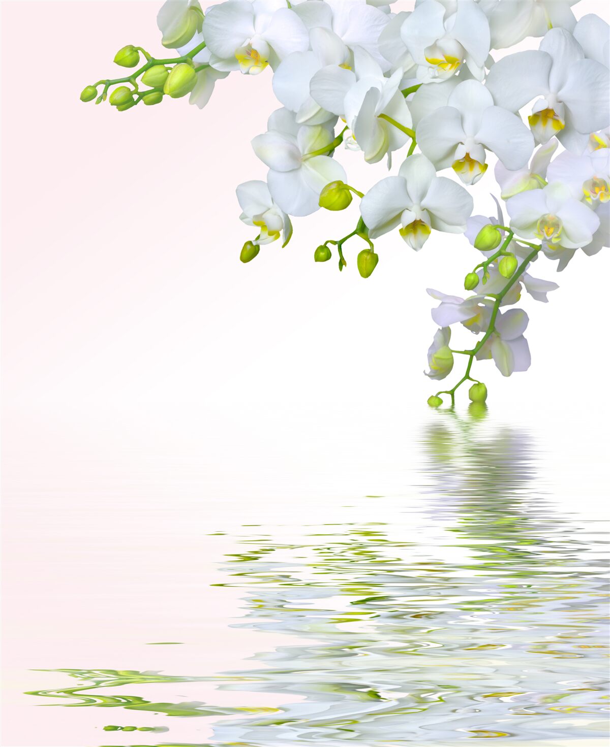 Fototapeta śnieżnobiałe kwiaty orchidei o świcie