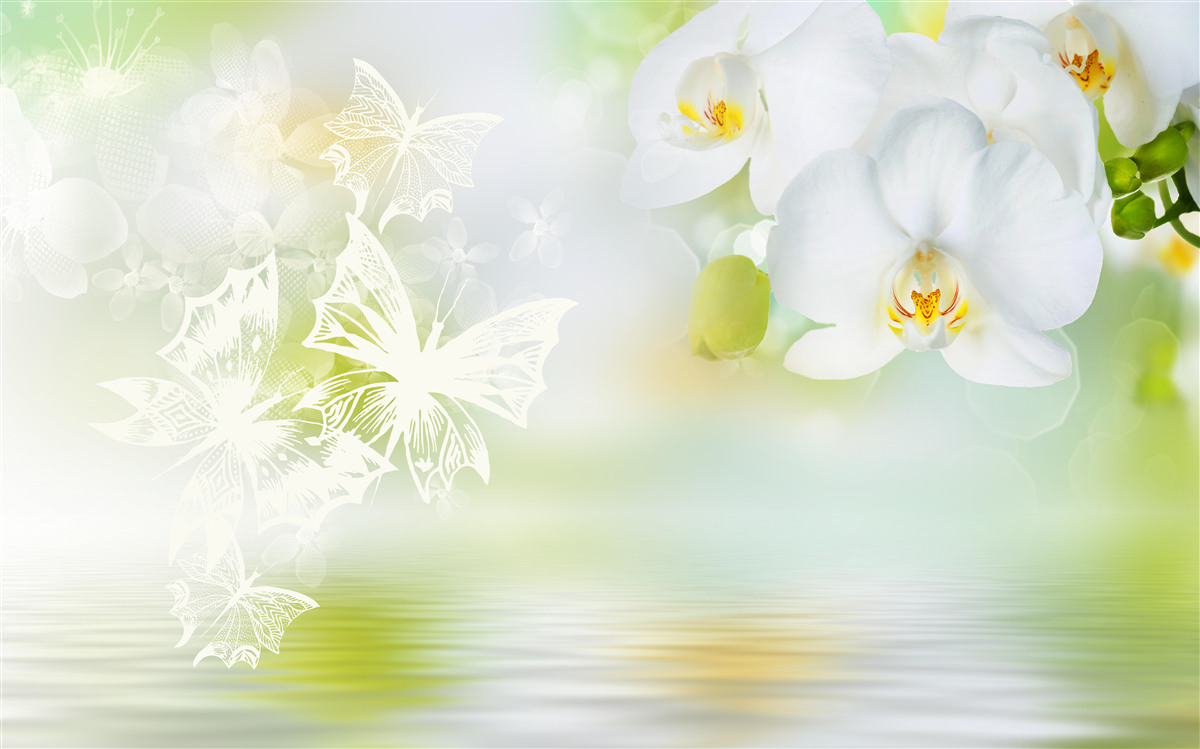 Fototapeta białe kwiaty orchidei w odbiciu w wodzie