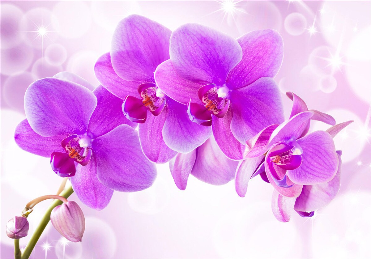 Fototapeta bardzo piękna miękka miękka orchidea