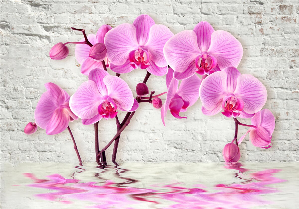 Fototapeta miękkie liliowe orchidee