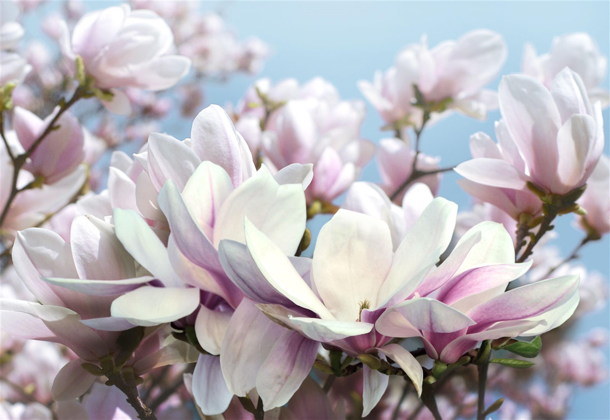 Fototapeta kwitnące drzewo magnolii