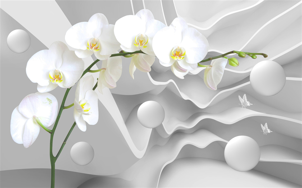 Fototapeta biała orchidea na szarym tle