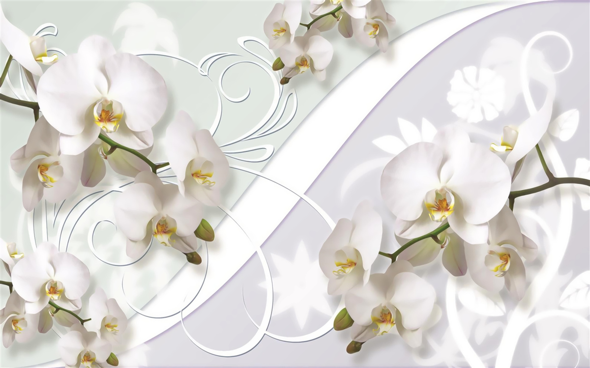 Fototapeta gałęzie białych orchidei na białym tle
