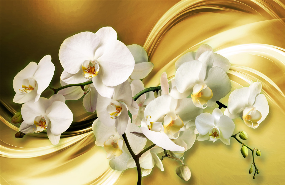Fototapeta bujne białe orchidee na brązowym jedwabiu