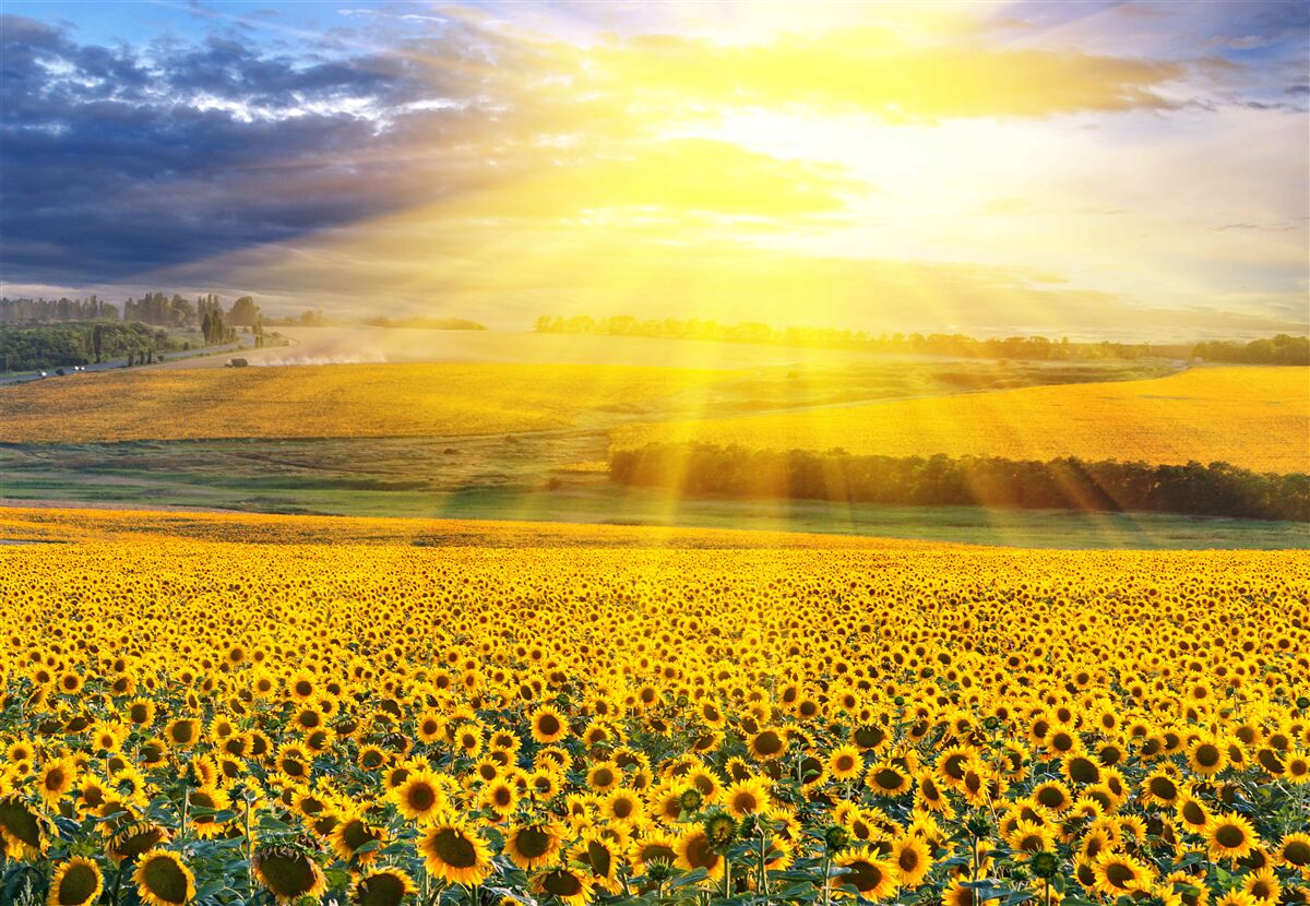 Fototapeta jasne słońce nad polem słoneczników