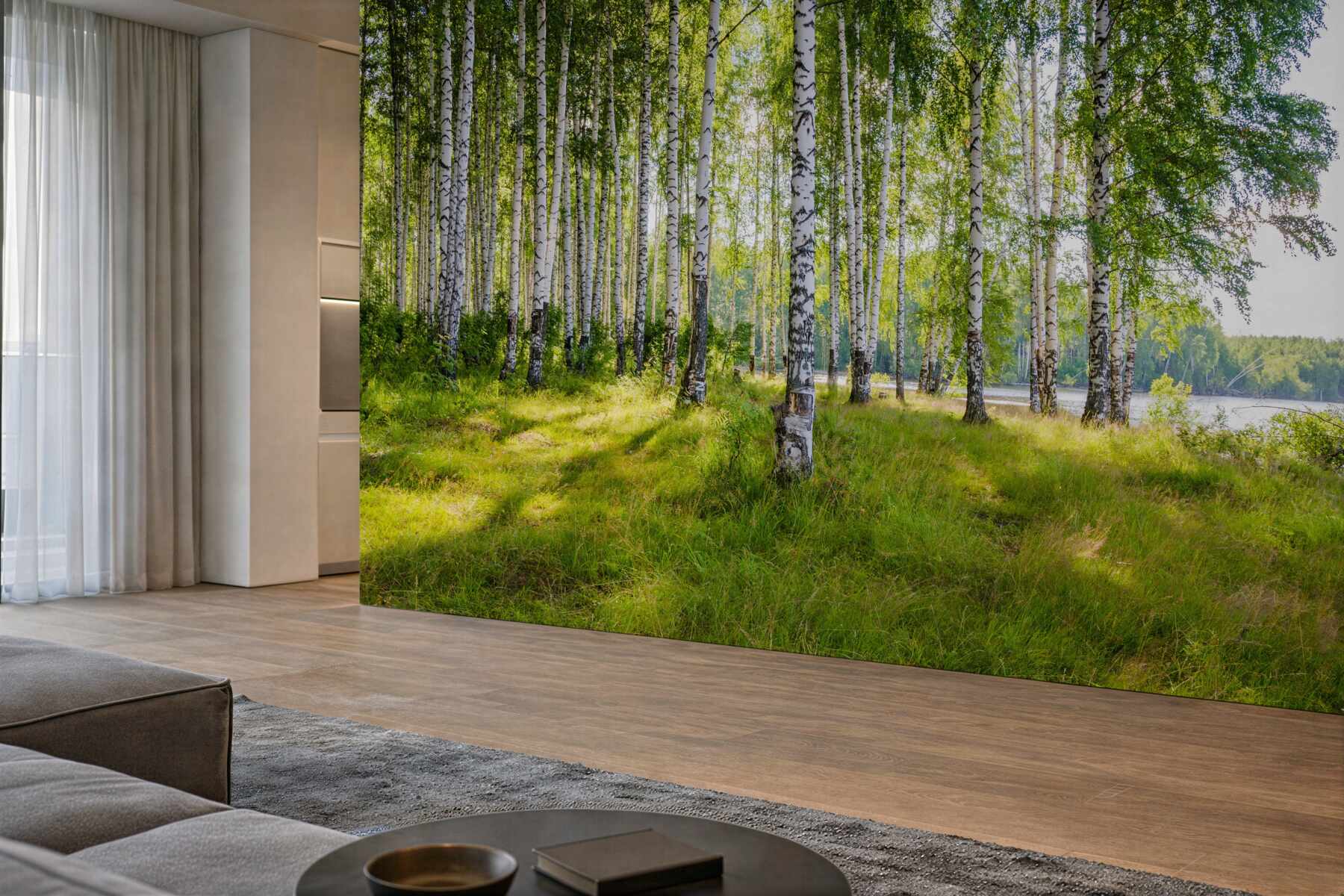 Fototapeta świt w zielonym gaju brzozowym
