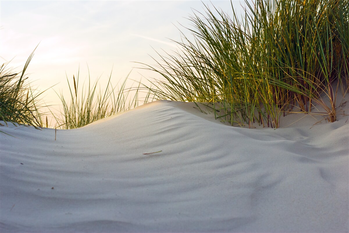 Fototapeta piaszczysta plaża z zielenią o świcie