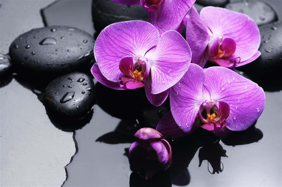 Fototapeta fioletowe orchidee na wodzie w pobliżu kamieni
