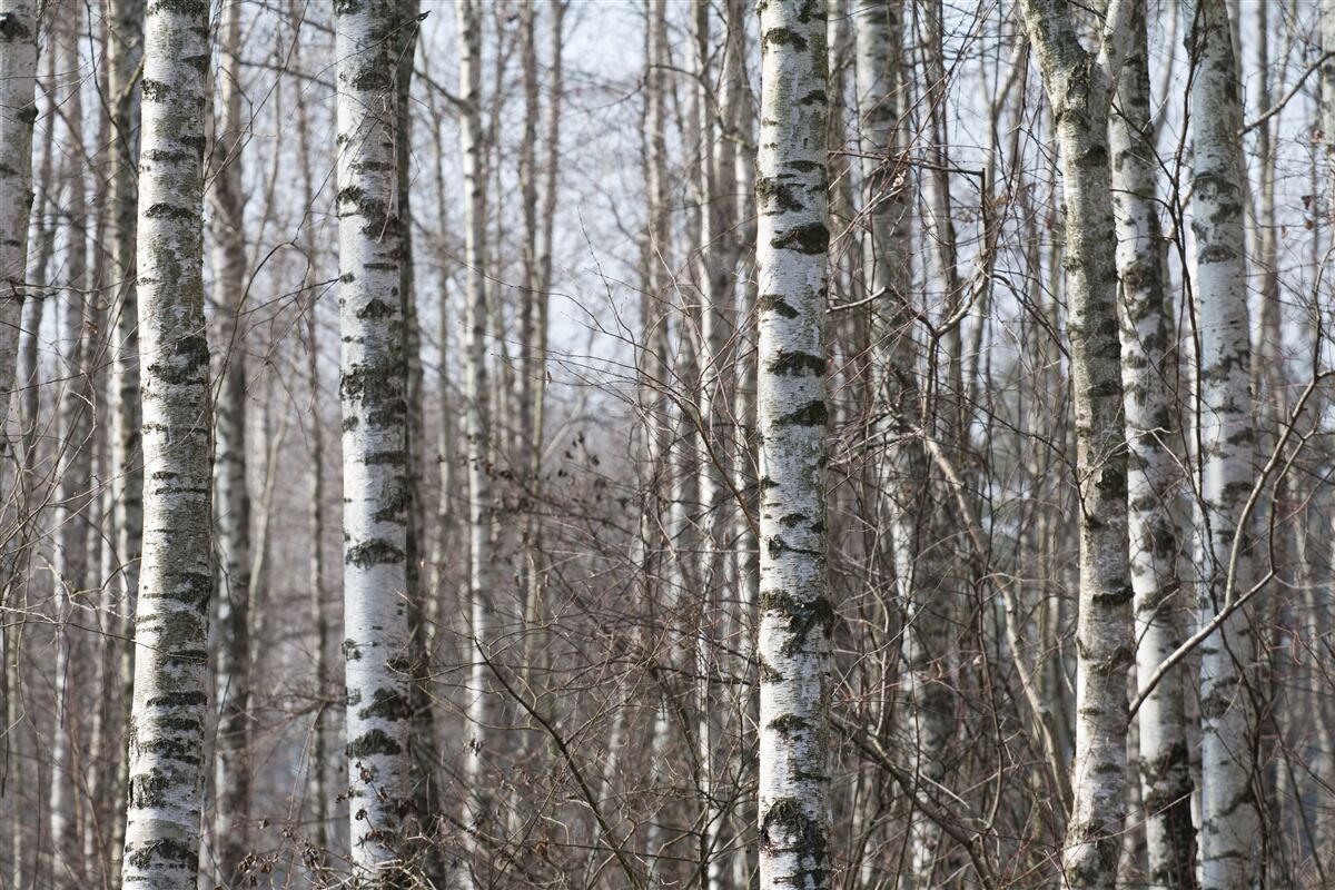 Fototapeta opadłe smukłe brzozy