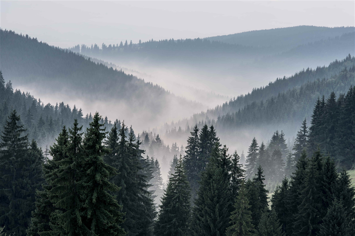 Fototapeta gęsta mgła pokrywa górski las iglasty