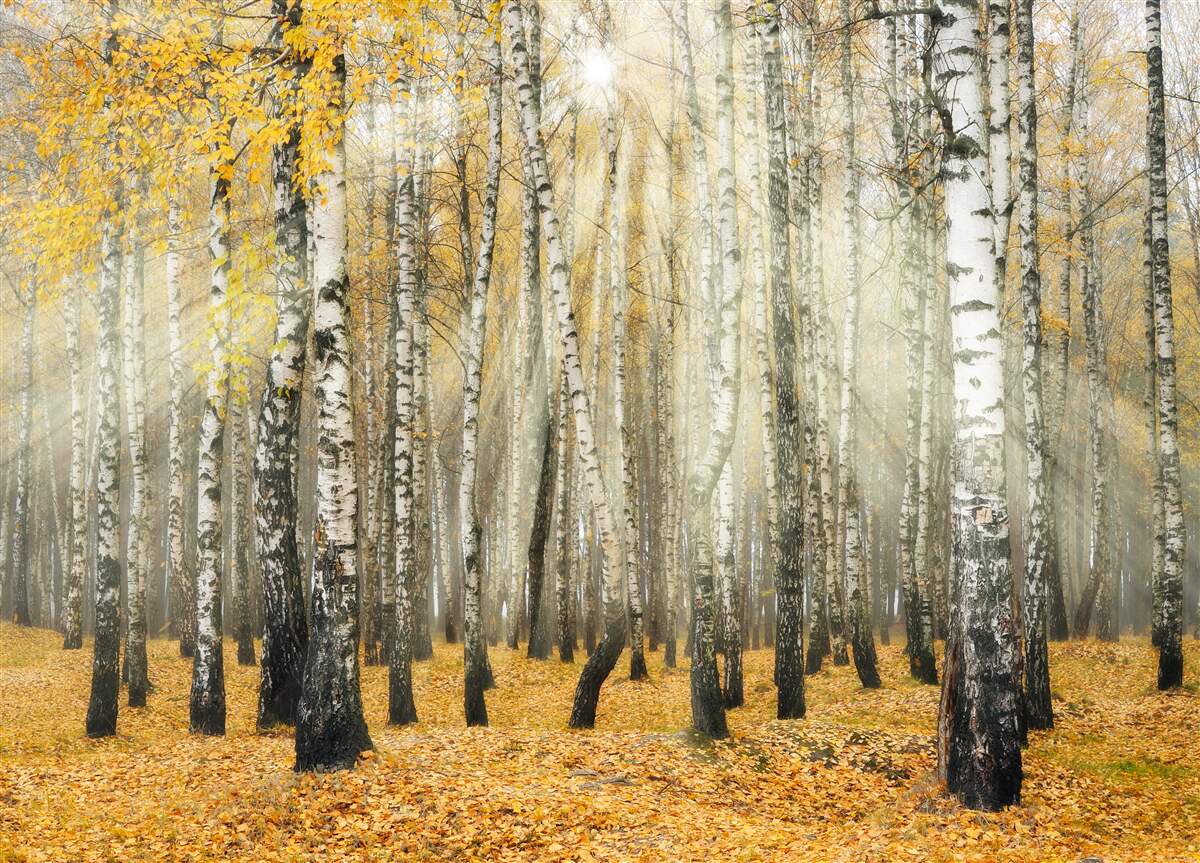 Fototapeta opadłe jesienne liście gaju brzozowego