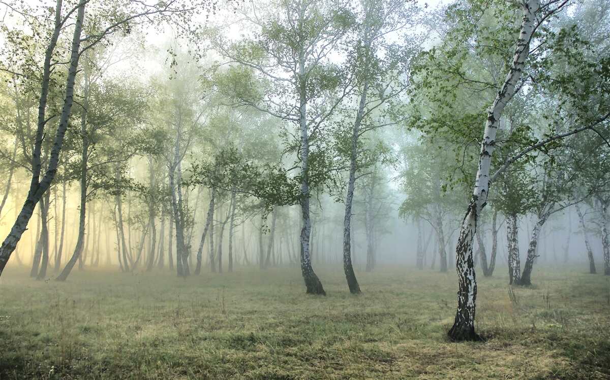 Fototapeta smukłe brzozy w porannej mgle