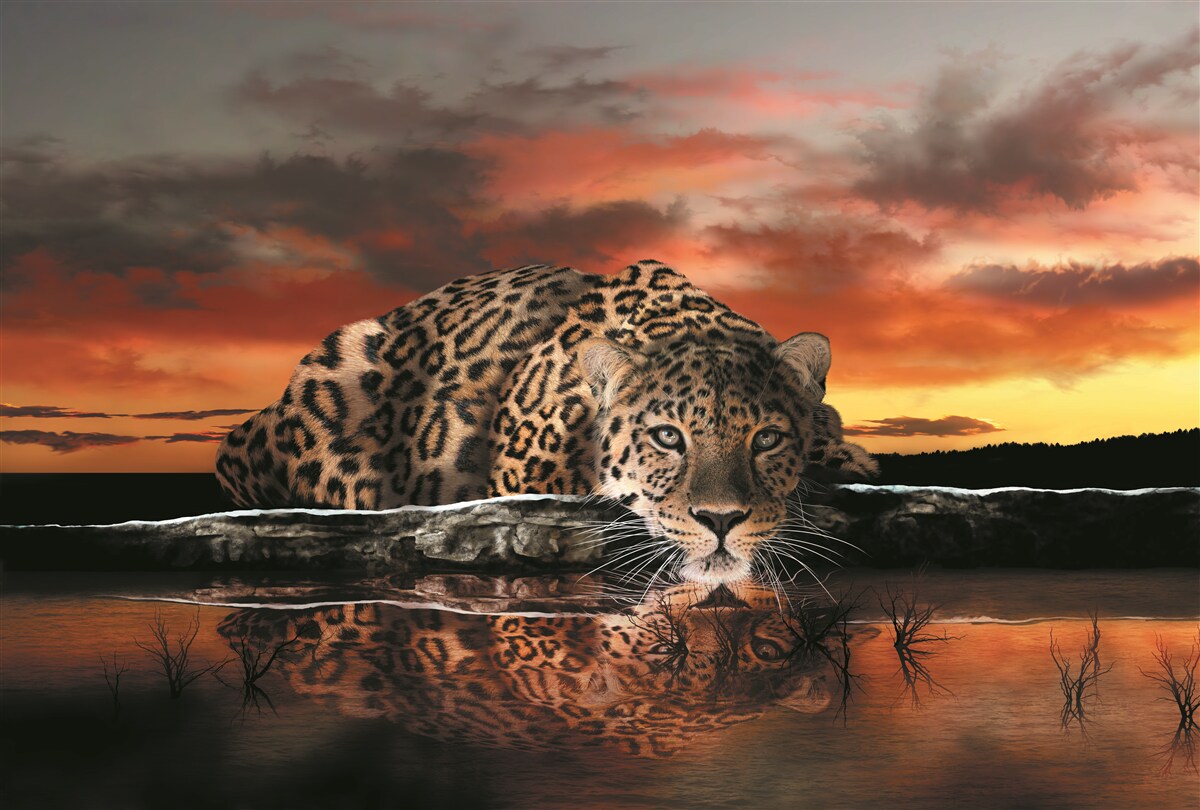 Fototapeta gepard o zachodzie słońca nad wodą