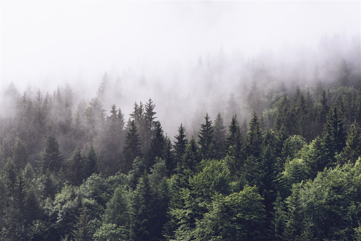 Fototapeta widok z góry na las we mgle