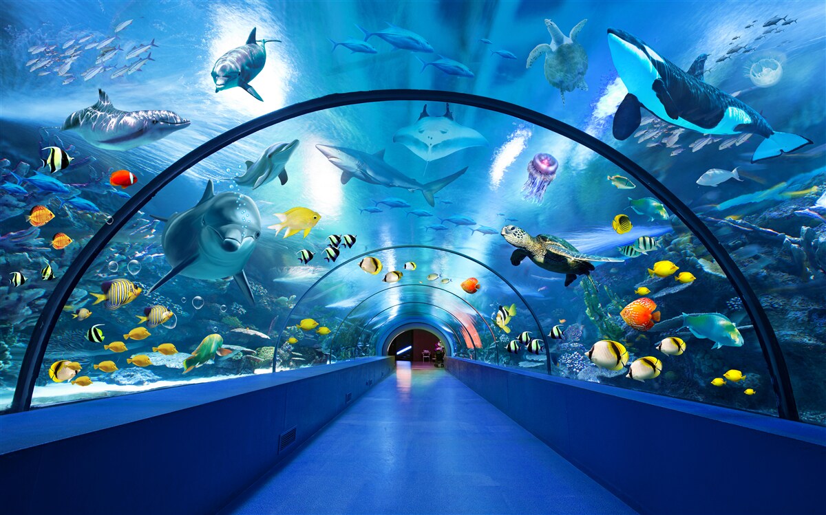 Fototapeta Oceanarium z delfinami