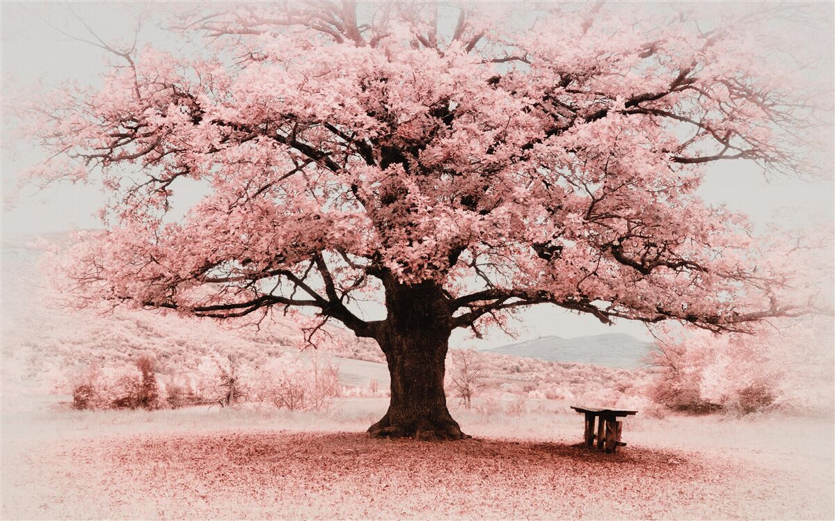 Fototapeta Natura w różowych kolorach