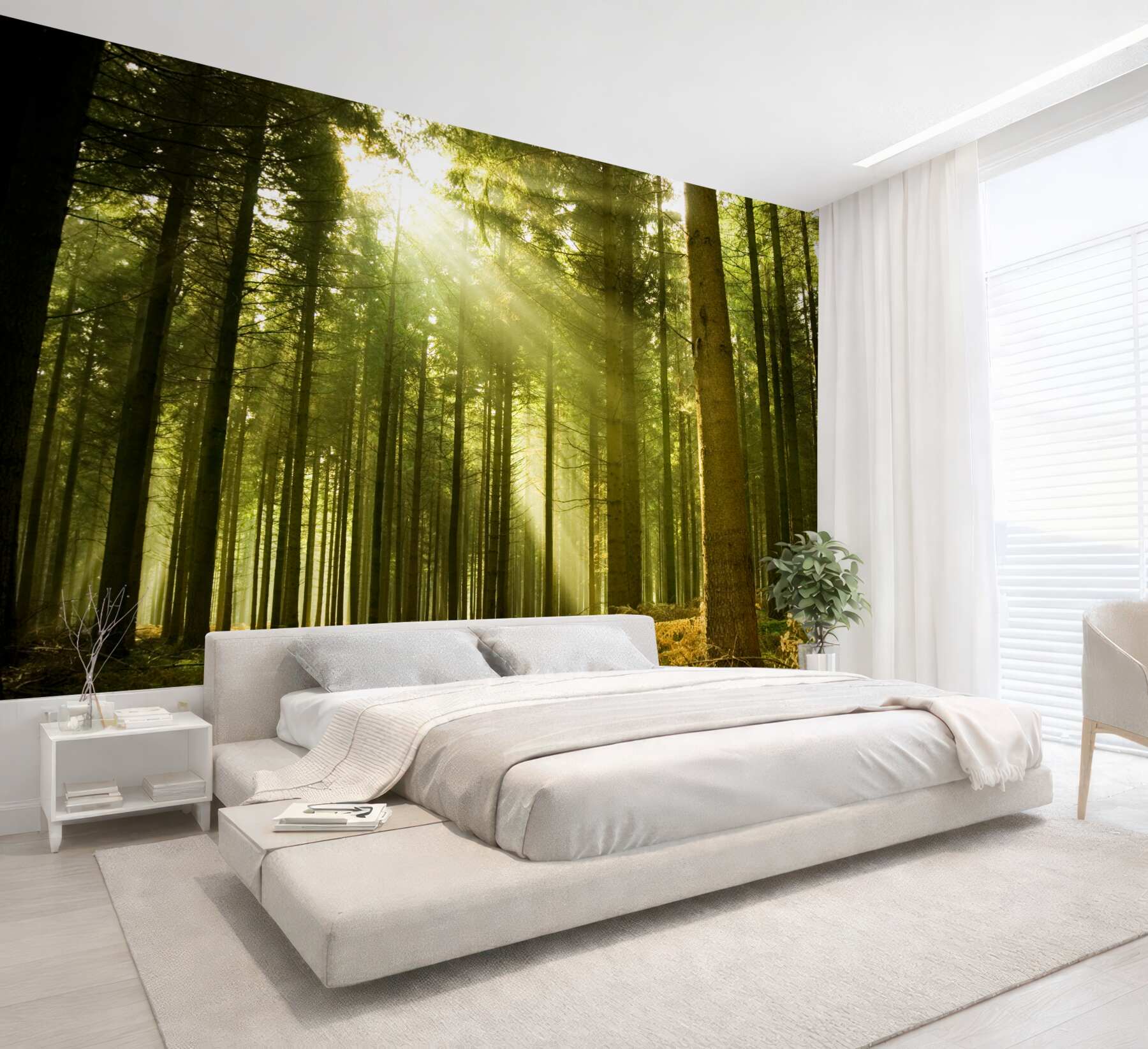 Fototapeta las oświetlają promienie słońca
