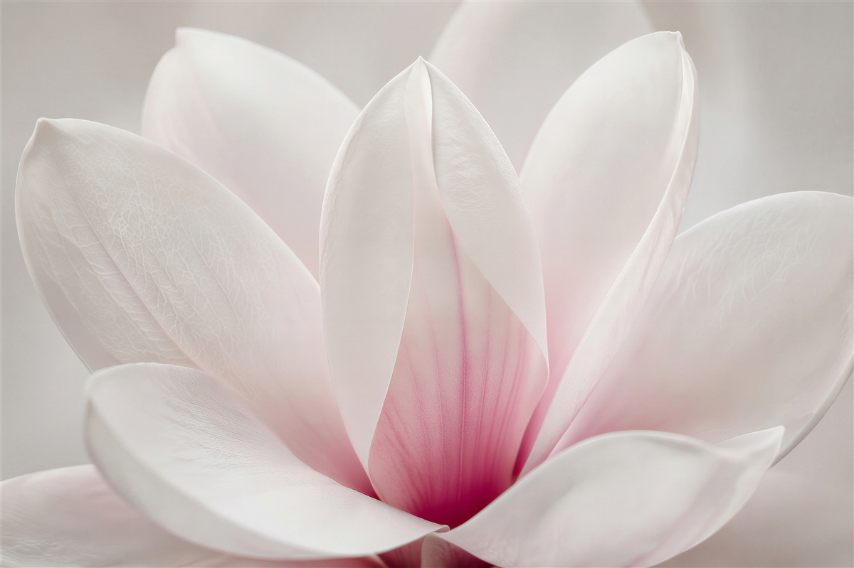 Fototapeta delikatne płatki magnolii w zbliżeniu