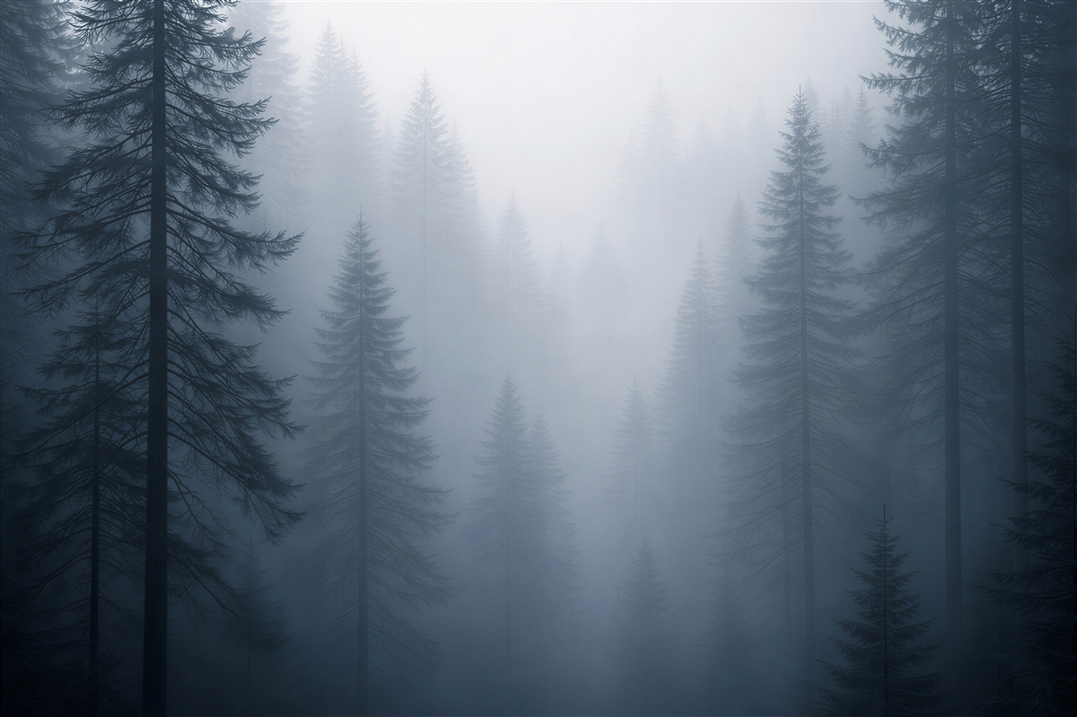 Fototapeta tajemniczy las spowity mgłą
