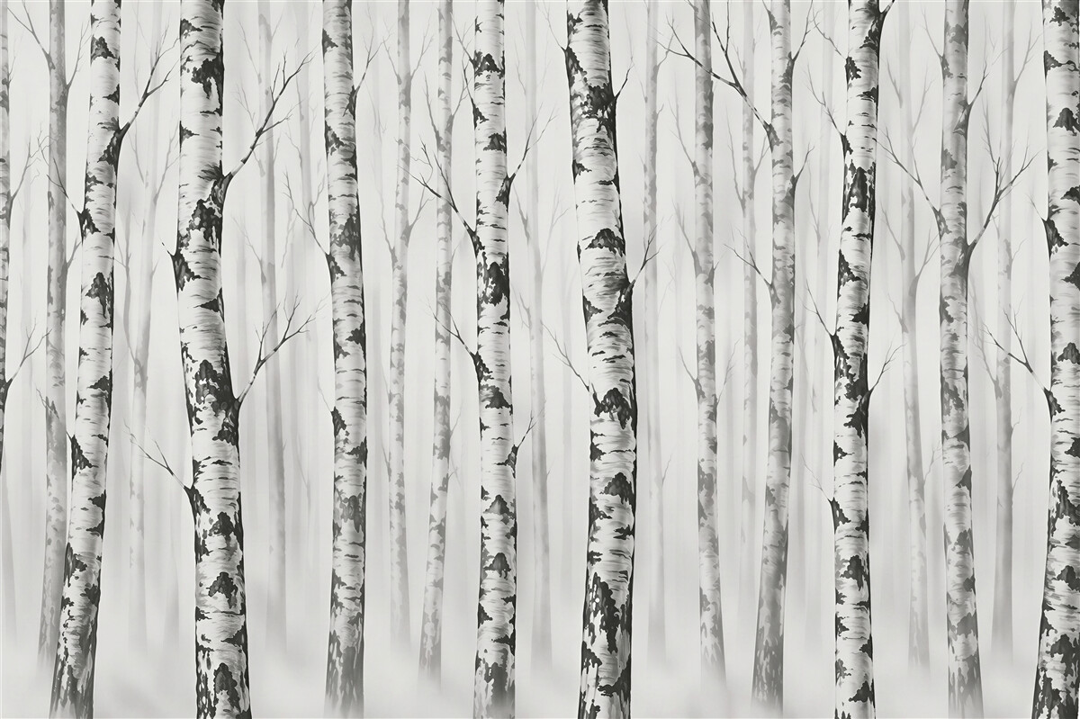 Fototapeta brzozowy las we mgle