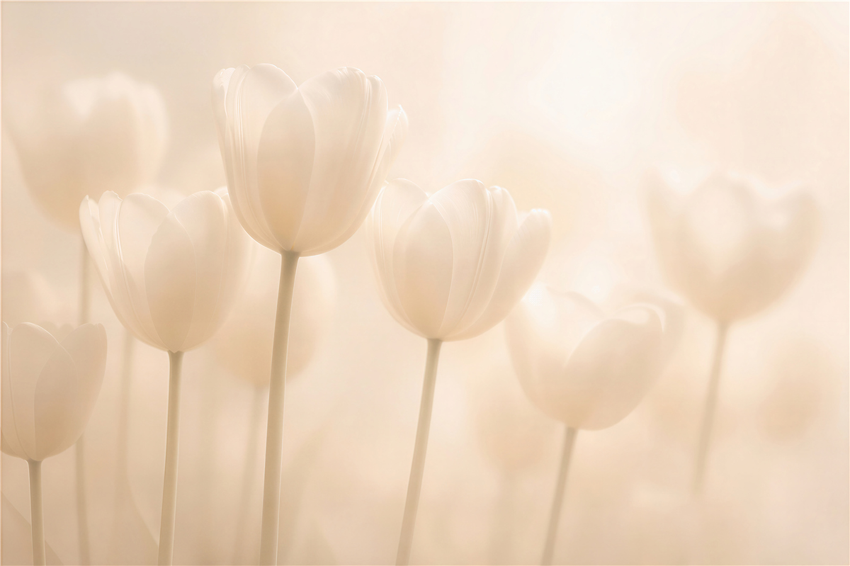 Fototapeta kremowe tulipany w miękkim świetle